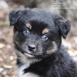 Lil Bo - Black tri male Miniature Australian Shepherd puppy in Patterson, North Carolina from DreamLine Aussies