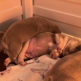 French Bulldog Puppies from Langiappe Frenchies