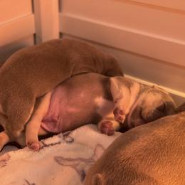 French Bulldog Puppies from Langiappe Frenchies
