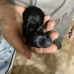Golden Retriever and Poodle Puppies from Meagan Nielson’s Precious Pups