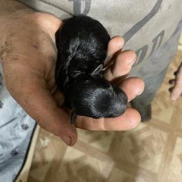 Golden Retriever and Poodle Puppies from Meagan Nielson’s Precious Pups