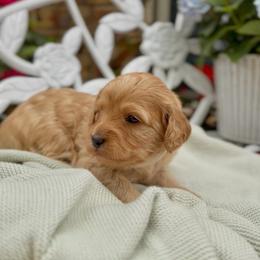 Francesca - Red female Cavapoo puppy in Arlington, Texas from Van Haselen Poodles and Doodles