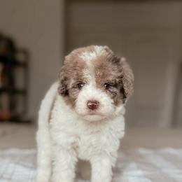 Pecan - Chocolate merle male Bernedoodle puppy in Maricopa, Arizona from Desert Ridge Doodles