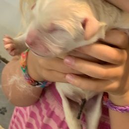 White boy 1 - Cream male Pyredoodle puppy in Prescott, Washington from Washington Bernedoodles & Pyredoodles