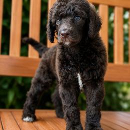 Mira - Brindle female Poodle puppy in Spring Hill, Florida from Lecanto Puppy