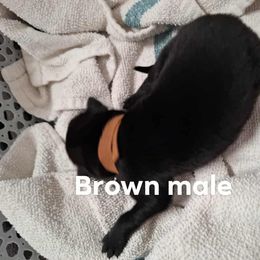 Brown male - Black male Belgian Malinois puppy in Fort Worth, Texas from North Texas Working Malinois