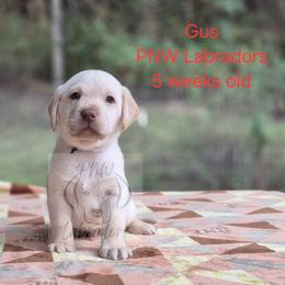 Gus - Yellow male Labrador Retriever puppy in Rogue River, Oregon from PNW Labradors