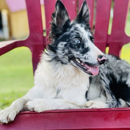 Luna - Border Collie
