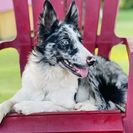 Luna - Border Collie