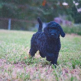 Goldendoodle and Poodle Puppies from Syren House Doodles & Poodles