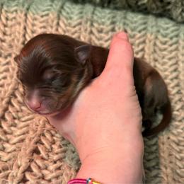Gratin - Red tri-color male Australian Shepherd puppy in Altmar, New York from E&C Australian Shepherds