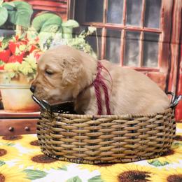 Purple - Dark golden female Golden Retriever puppy in Great Falls, Montana from VS Golden Fields