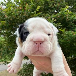 Moo - Black tri-color male Bulldog puppy in Aiken, South Carolina from Hayzlett Family English Bulldogs
