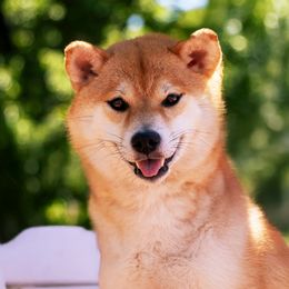 Phoenix - Shiba Inu