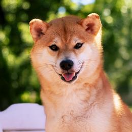 Phoenix - Shiba Inu