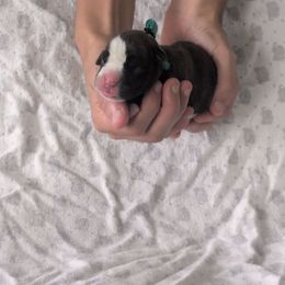 Riley - Brindle female Boxer puppy in New Holland, Pennsylvania from Shady Rill puppies