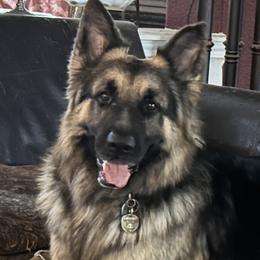 Zeus - German Shepherd
