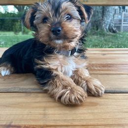 Yorkshire Terrier Puppies from Elaine’s Pup Co.