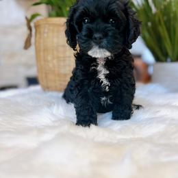 Coco - Black female Cockapoo puppy in Brownsboro, Texas from Fresh Mojo Farms&Paws