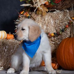 Light Blue - Golden male Golden Retriever puppy in Donnelly, Idaho from Valley County Goldens