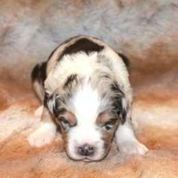 Hudson - Blue merle male Miniature Australian Shepherd puppy in Ionia, Iowa from Sapphire Stables