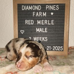 Blue - Red merle male Australian Shepherd puppy in Camp Verde, Arizona from Diamond Pines Farm