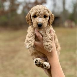 Miss Lavender - Cream female Goldendoodle puppy in Athens, Georgia from Moore Goldendoodles
