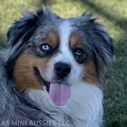 Australian Shepherds, Miniature Australian Shepherds, and Toy Australian Shepherds from Rigas Mini Aussies LLC