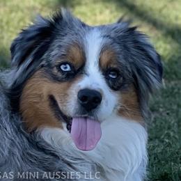 Australian Shepherds, Miniature Australian Shepherds, and Toy Australian Shepherds from Rigas Mini Aussies LLC