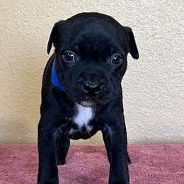Adam - Brindle male Staffordshire Bull Terrier puppy in Lincoln, California from J Jax Staffords