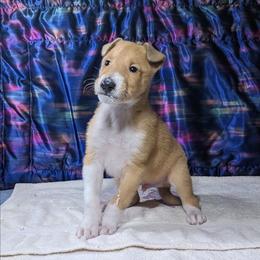 Denali - Sable and white male Collie puppy in Dickson, Tennessee from Ceilidh Collies