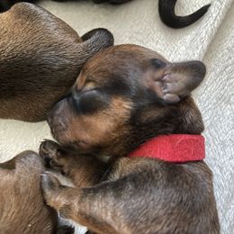 Dachshund Puppies from Vom Dörnerstein