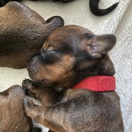 Dachshund Puppies from Vom Dörnerstein