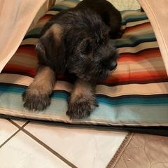 Standard Schnauzer Puppies from Songbird Standard Schnauzers