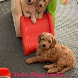 Goldendoodle Puppies from Melodies Daytona Doodles
