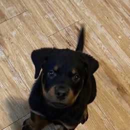 Rottweiler Puppies from Rott-Squad Kennels