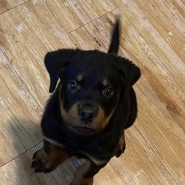 Rottweiler Puppies from Rott-Squad Kennels