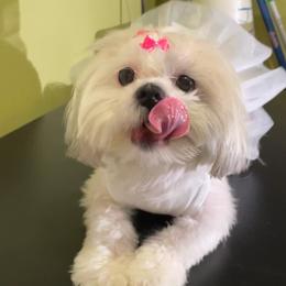 Dottie - Shih Tzu
