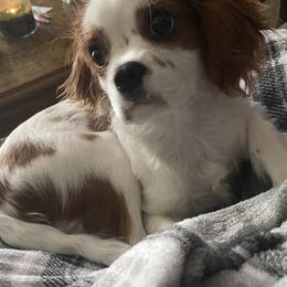 Cavalier King Charles Spaniel Puppies from Christina’s Cavaliers