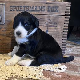Jane - Black and white female Aussiedoodle puppy in Orange Cove, California from Sand Creek Ranch Aussiedoodles