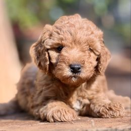 Wednesday - Red  female Goldendoodle puppy in Pollock Pines, California from Penny Lane’s Doodles