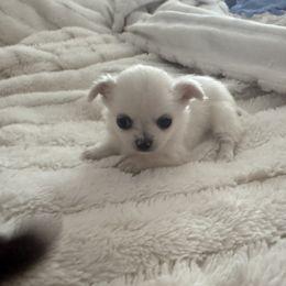 Chihuahua Puppies from Dreamy Divine Chihuahuas