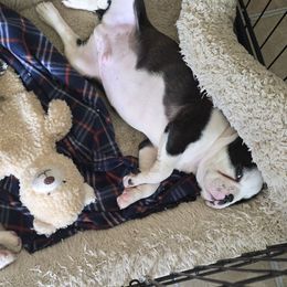 Boston Terrier Puppies from I Love Pups