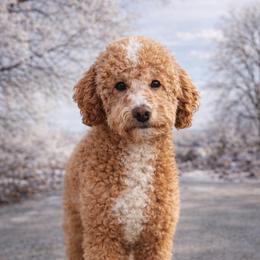 Banyan - Poodle
