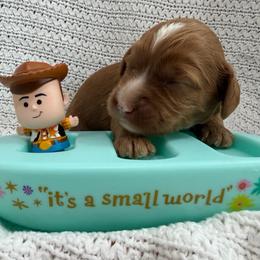Buzz - Red male Australian Labradoodle puppy in Orange, California from Little Kingdom Doodles