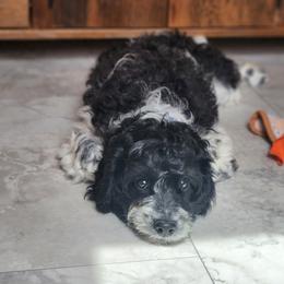F1B Meet Patches :) - Black and white male Cavapoo puppy in Centerville, Iowa from Barnyard Dachshunds, Dals & Doodles