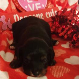 Monica - Black and tan female Cavapoo puppy in Wentworth, Missouri from Newton County Cavaliers & Cavapoos LLC