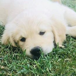 Golden Retrievers from Sadie Lane Family Goldens