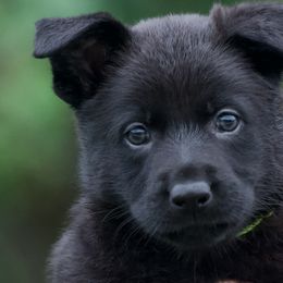 Girl 2 - Black German Shepherd puppy in Orlando, Florida from Büserhaus Working Dogs