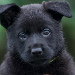 Girl 2 - Black German Shepherd puppy in Orlando, Florida from Büserhaus Working Dogs